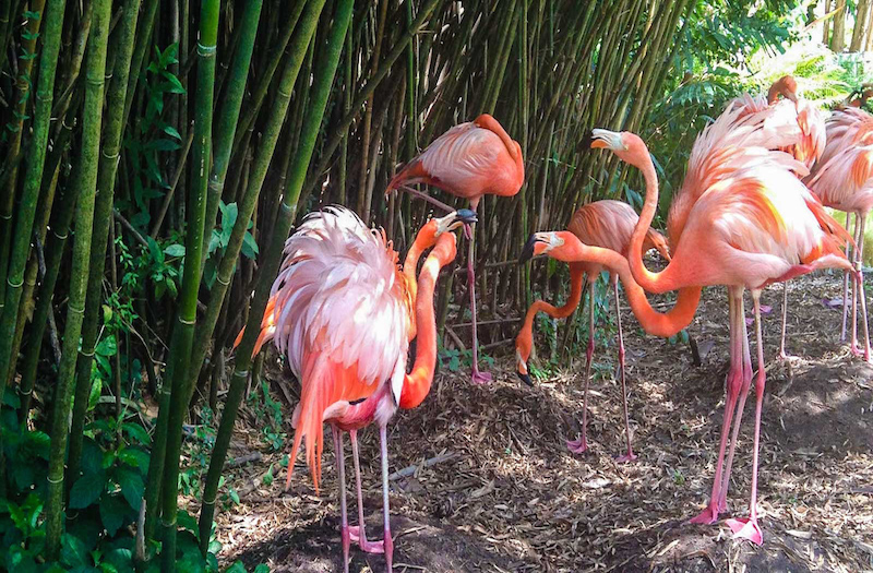 Flamingo Gardens – A Walk Through Florida’s Finest Wildlife