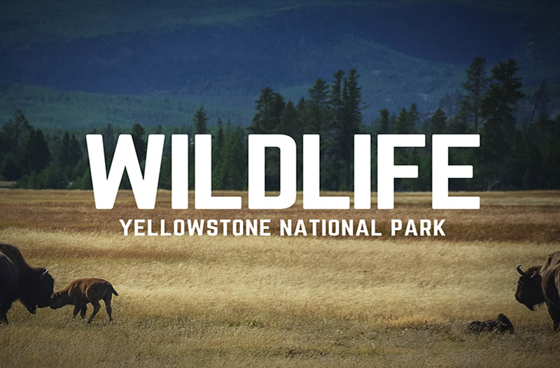 Wildlife in Yellowstone – How to Enjoy Safe Encounters