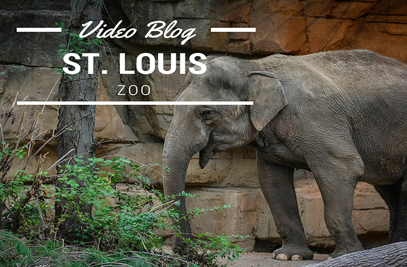 Zoo in St Louis