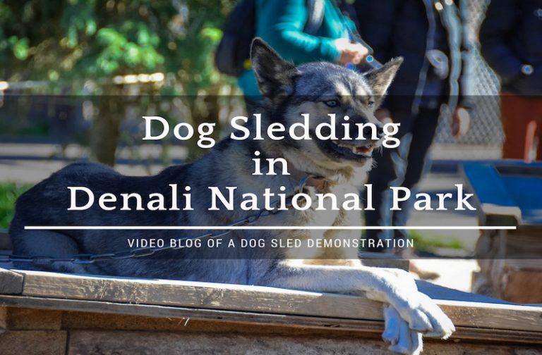 Why Dog Sledding in Denali Is the Best Way to Explore?