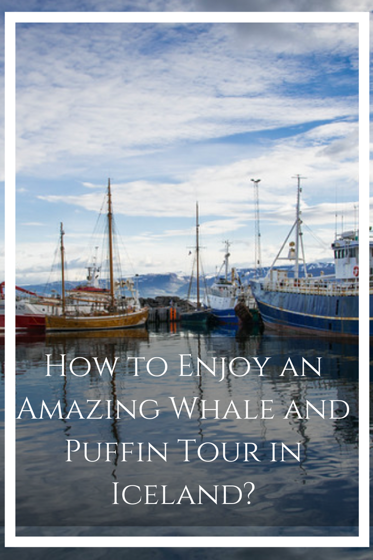 Iceland is home to a plethora of amazing natural attractions but perhaps the best reason to visit the Land of Fire and Ice is to enjoy up close and personal wildlife encounters. #WhaleWatching #Iceland #Puffin